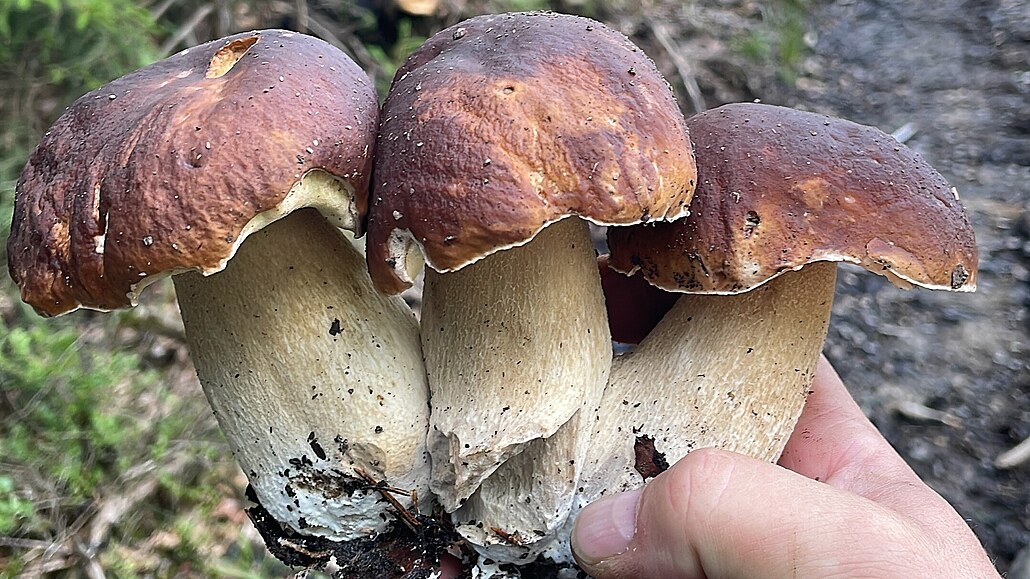 Takovými fotografiemi jste se chlubili v lo�ském roce.
