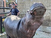 Ředitel Zoo Dvorec Viktor Ambrož při komentovaném krmení hrocha Buborka