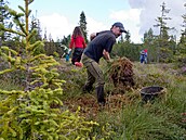 Skupina dobrovolníků pomáhá správcům Národního parku Šumava s obnovou...