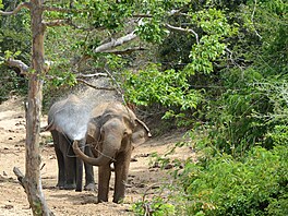 Slon hledá vodu v národním parku Udawalawa. na Den slon na rí Lance  se slaví...