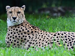 Olomoucká zoologická zahrada po krátké pauze obnovila chov gepard tíhlých.