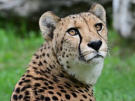 Olomoucká zoologická zahrada po krátké pauze obnovila chov gepard tíhlých.
