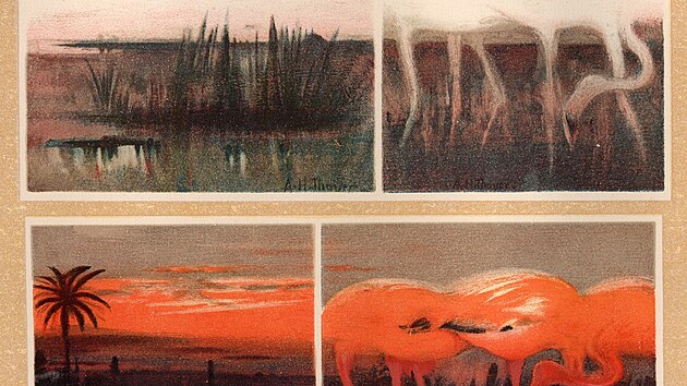 Thayer�v obraz b�l�ch a r��ov�ch plame��k� za �svitu a z�padu slunce