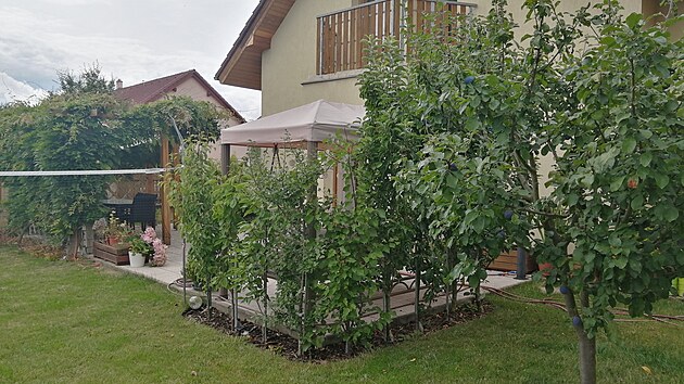 Pergolu chr�n� sloupovit� ovocn� stromy. 