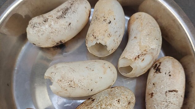 Ml��ata alig�tora se v jihlavsk� zoo vyl�hla na konci �ervence.