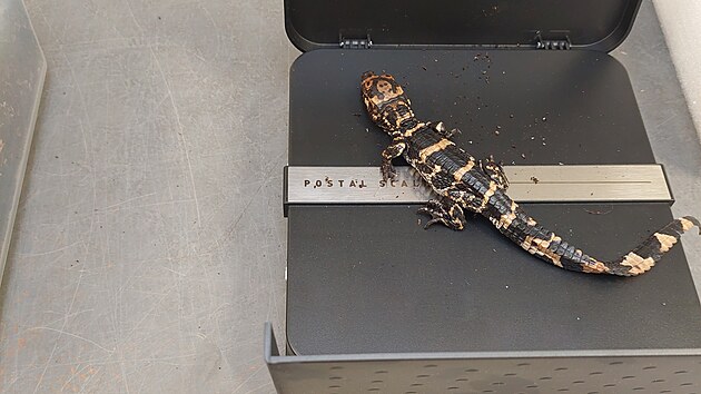 Ml��ata alig�tora se v jihlavsk� zoo vyl�hla na konci �ervence.