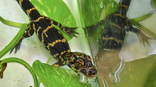 Zat�m se mal� alig�tor ��nsk� vejde chovatelce do ruky, v dosp�losti ale nejv�t�� jedinci dor�staj� d�lky a� dvou metr�. V jihlavsk� zoo se nyn� staraj� o 4 ml��ata.