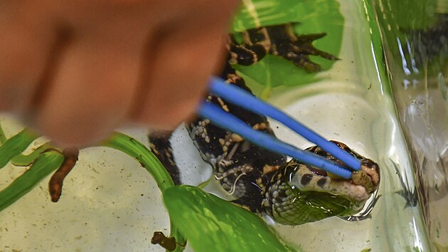 Zat�m se mal� alig�tor ��nsk� vejde chovatelce do ruky, v dosp�losti ale nejv�t�� jedinci dor�staj� d�lky a� dvou metr�. V jihlavsk� zoo se nyn� staraj� o 4 ml��ata.