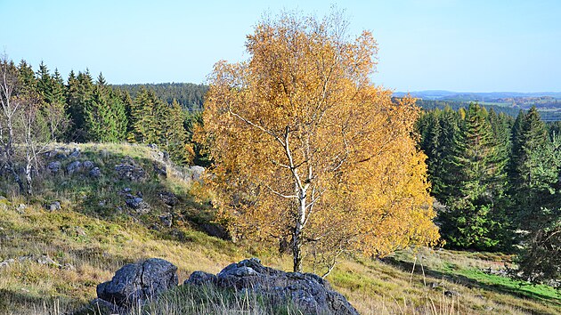 V lokalit Nrodn prodn rezervace Kky ve Slavkovskm lese se vyskytuj vzcn druhy rostlin a liejnk.
