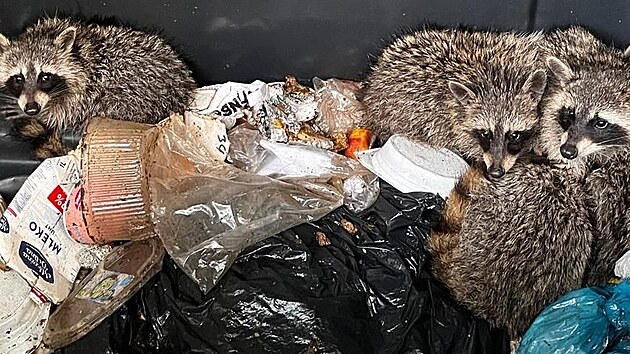 Berl�n�t� policist� zachra�ovali z popelnice najeden� m�valy. (14. srpna 2023)