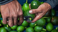 Mezi vývozce avokád patí i Kolumbie (16. dubna 2018)