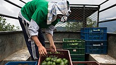Mezi vývozce avokád pat�í i Kolumbie (16. dubna 2018)