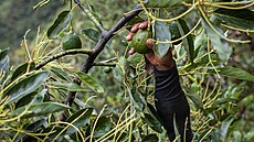 Mezi vývozce avokád pat�í i Kolumbie (16. dubna 2018)