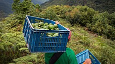 Mezi vývozce avokád pat�í i Kolumbie (16. dubna 2018)