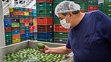 Mezi vývozce avokád pat�í i Kolumbie (11. dubna 2018)