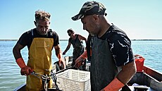 Pemnoený modrý krab ohrouje ivobytí italských rybá (11. srpna 2023)