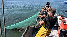 Pemnoený modrý krab ohrouje ivobytí italských rybá (11. srpna 2023)