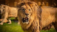 Nejvtím projektem v historii chlebské zoo se stal nový pavilon lv.