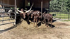 T�it �ivec chce rakouská firma LB Minerals, která je propojená se závodem na výrobu keramických dla�dic. Ten sídlí na okraji m�sta.