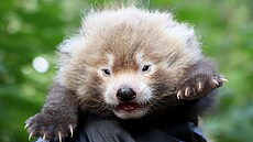 V plzeské zoo poprvé odchovali mlád pandy ervené. (11. srpna 2023)