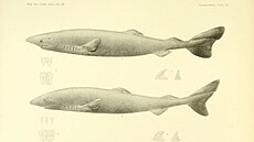 Malba raloka malohlavého z roku 1913