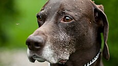 Odborníci apelují na majitele ps�, aby je v oblastech se zvý�eným rizikem...