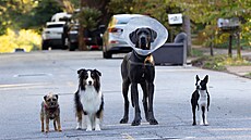 Reggie, Maggie, Hunter a Bug.