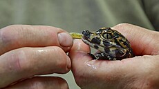 Zatím se malý aligátor ínský vejde chovatelce do ruky, v dosplosti ale...