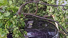 Pra��tí hasi�i vyjí�d�li k n�kolika p�ípad�m popadaných strom�. (16. srpna 2023)