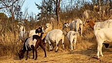 Stáda koz v Kalifornii spásají druhy rostlin, které by k íení ohn mohly...