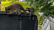 Berlín�tí policisté zachra�ovali z popelnice najedené mývaly. (14. srpna 2023)