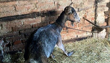 Veterinární inspektoi zjistili pi kontrole chovu koz v Hynin zásadní...