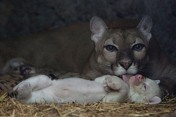 Puma olizuje své msíní albinotické mlád, narozené v zajetí, ve výbhu v zoo...