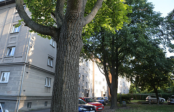 Místní se bojí o vzrostlé stromy ve vnitrobloku v Boettingerov ulici v Plzni....
