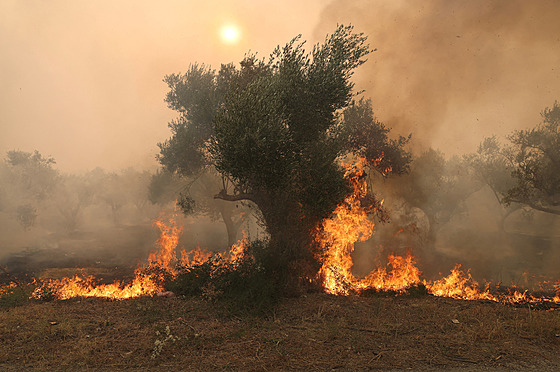 Plameny zachvátily strom v Alexandroupolis v ecku. (22. srpna 2023)