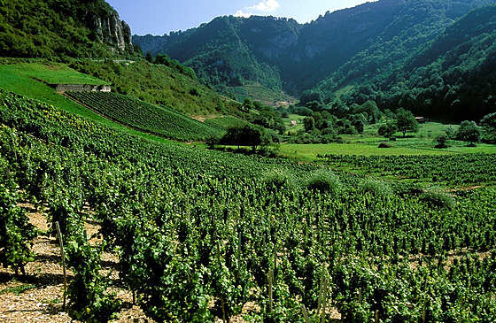 Vinice v regionu Bugey na východ Francie (23. listopadu 2005)
