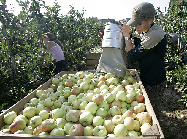 Řetězce koupí kilo jablek za 14 korun a prodají za 60, rozčilují se ovocnáři