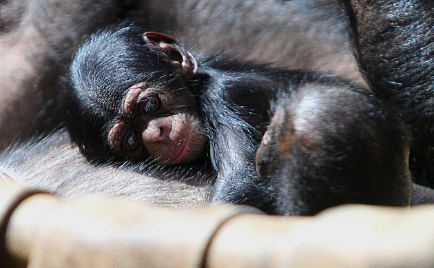 Týdenní mládě šimpanze hornoguinejského, které se narodilo v ostravské...