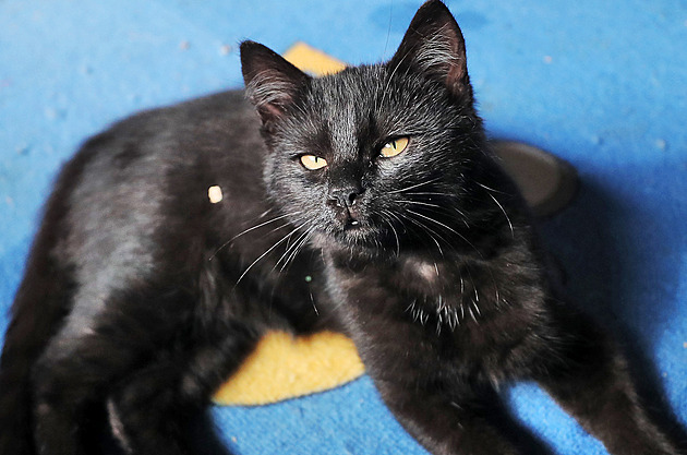 Kočky odsouzené k smrti v kleci jsou zachráněné, teď hledají nový domov