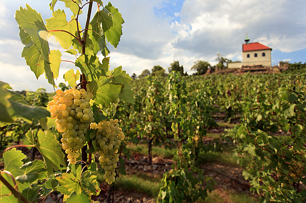 Na trojské vinici sv. Kláry se bude slavit vinobraní, koná se o víkendu 16. až...