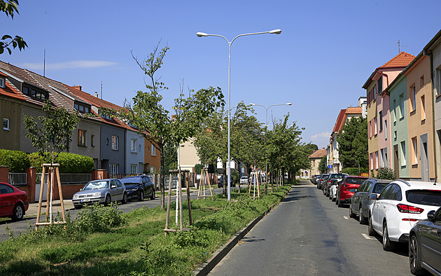 Sakury v ohrožení. Alej vzácných stromů poničili v Brně pouličními lampami