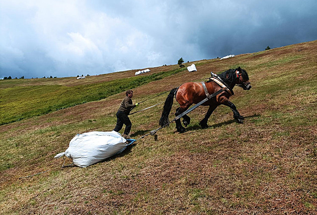 Lidé i koně tahají pytle trávy v Jeseníkách, sečení pomáhá chránit vzácné druhy