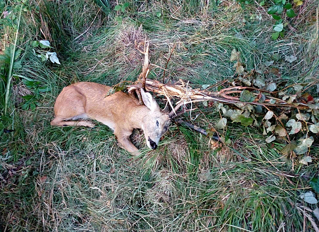 Srnec se zaklínil do odhozených drátů, vysvobodit jej museli ochranáři
