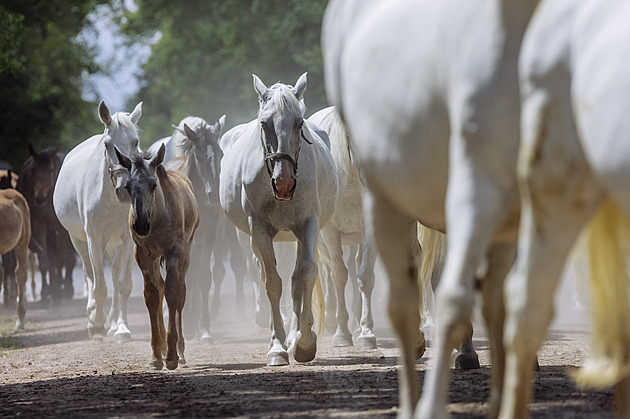 Kladrubáky šlechtili čtyři století pro dvory