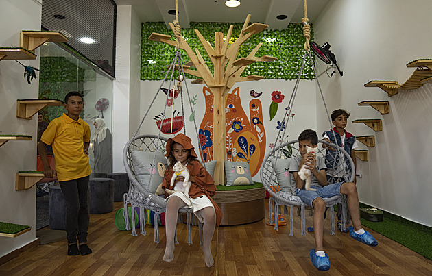 Zbavují stresu a potěší. Palestinka otevřela první kočičí kavárny v Pásmu Gazy