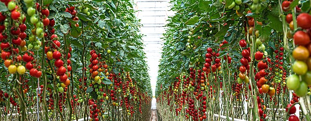 Sklenk na rajata firmy Eco Finance Group