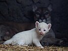 Albínské msíní mlád pumy, narozené v zajetí, je spolu se svou matkou ve...