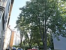 Stromy ohroené pokácením pi revitalizaci v Boettingerov ulici na Borech....