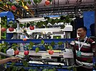 Robot na sklízení jablek - Svtová konference robot na výstaviti Etrong v...