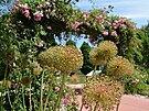 Inspirativní jsou v zahradách Tullnu i nejr�zn�j�í kombinace rostlin, které...